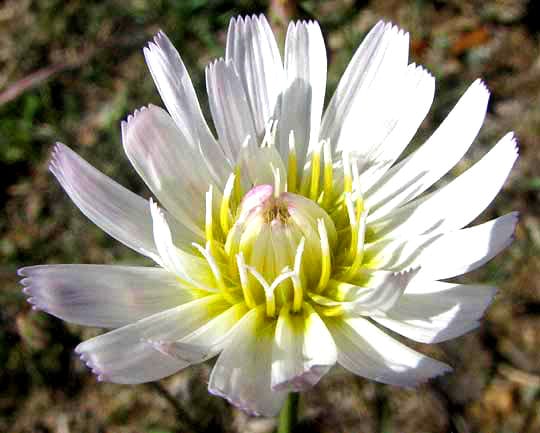 White rocklettuce (Pinaropappus roseus)