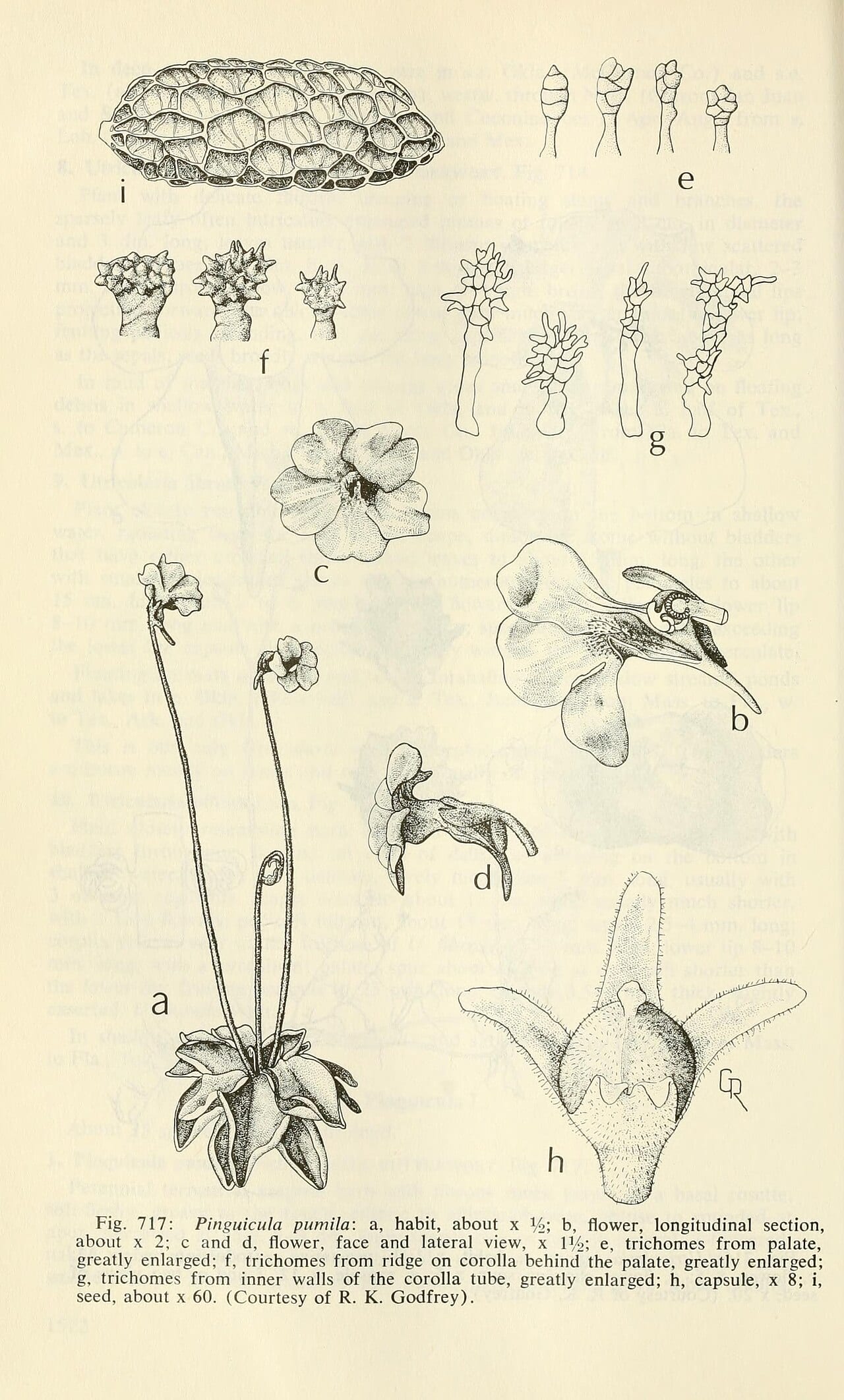 Small butterwort (Pinguicula pumila)