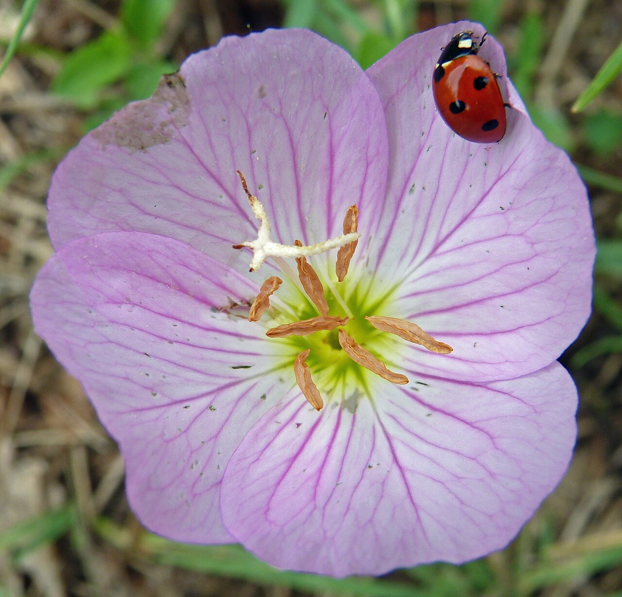 Showy Evening Primrose (Oenothera speciosa) with delicate cup-shaped pale pink flowers with yellow centers