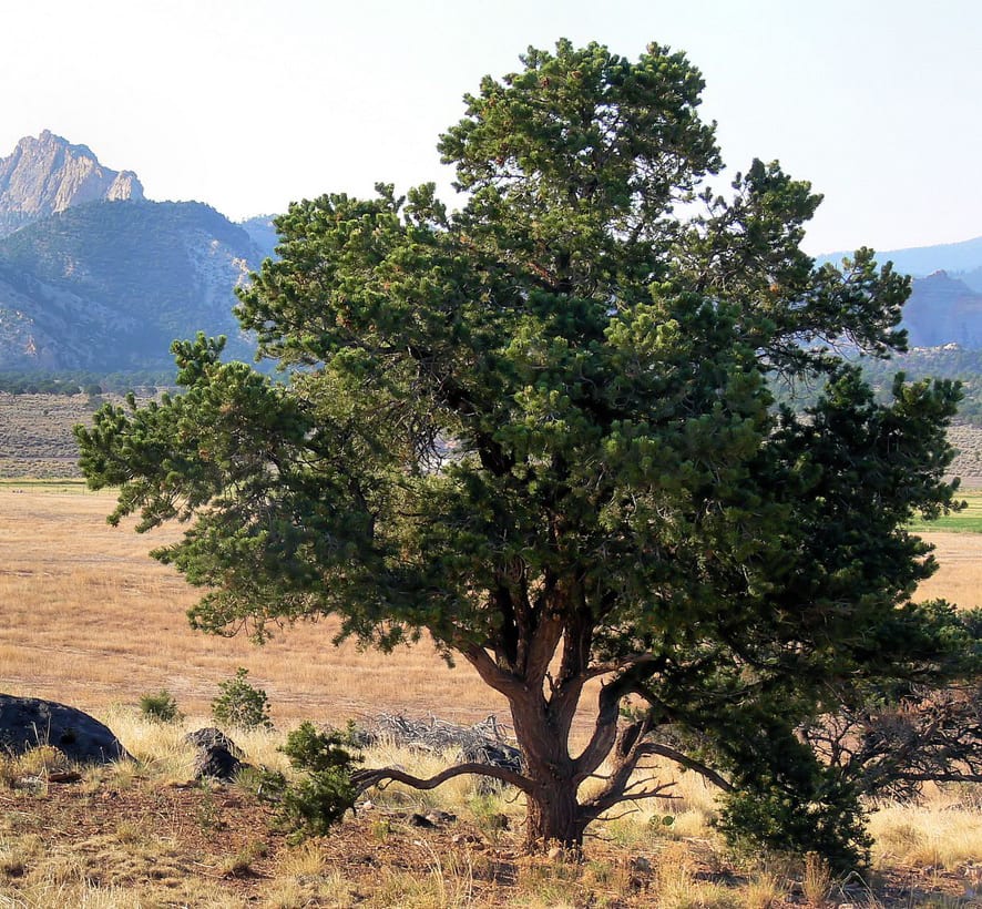 Colorado pinyon pine (Pinus edulis)