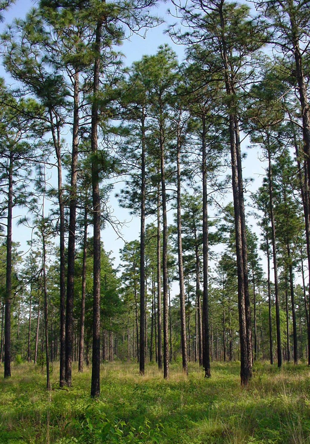 Longleaf pine (Pinus palustris)