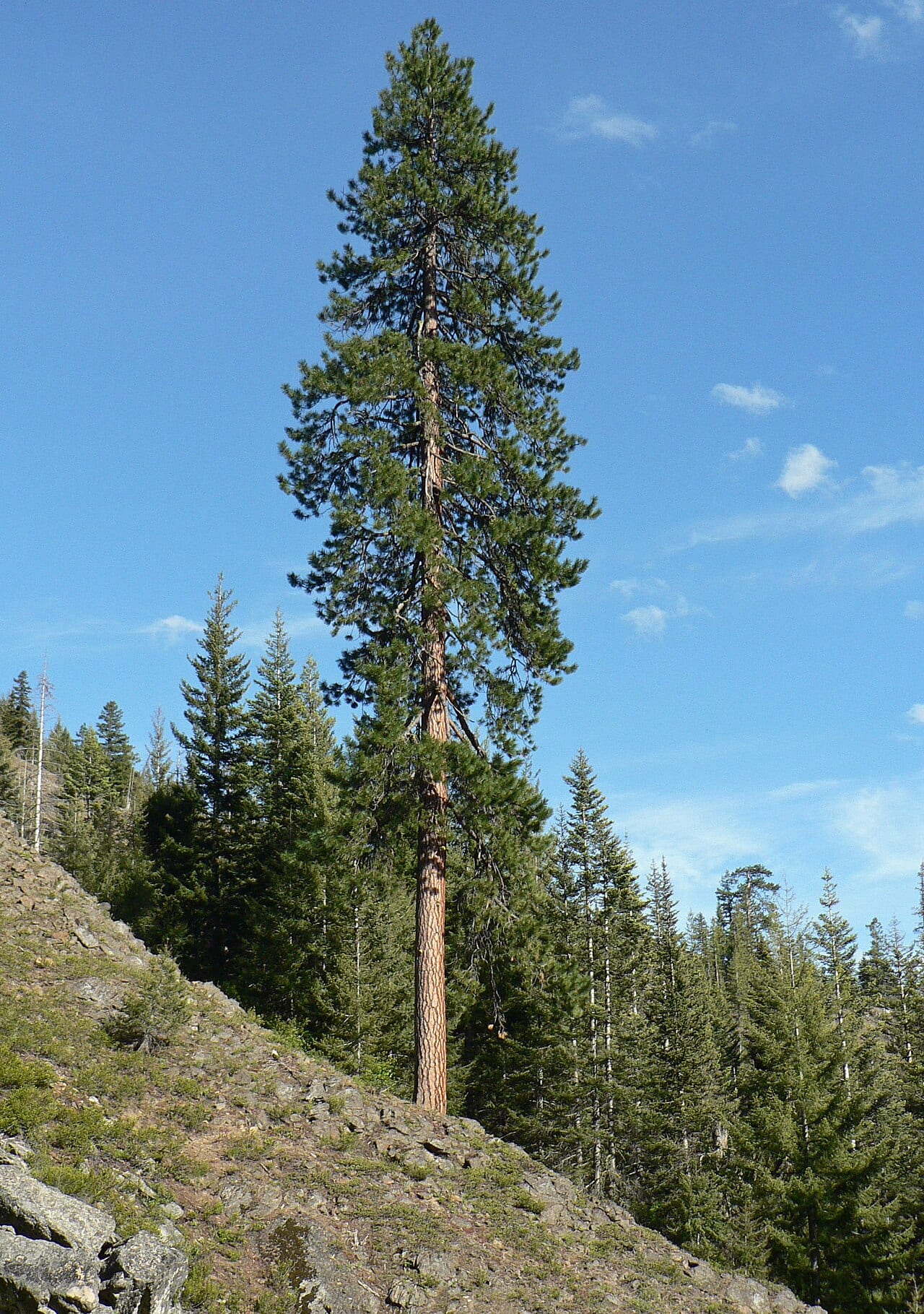 Ponderosa pine (Pinus ponderosa var. brachyptera)