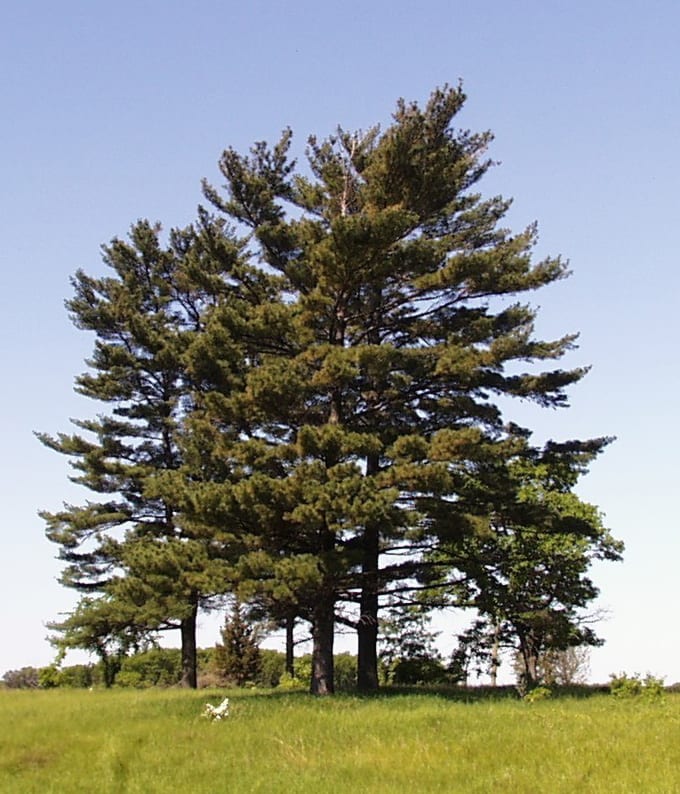 Eastern white pine (Pinus strobus)