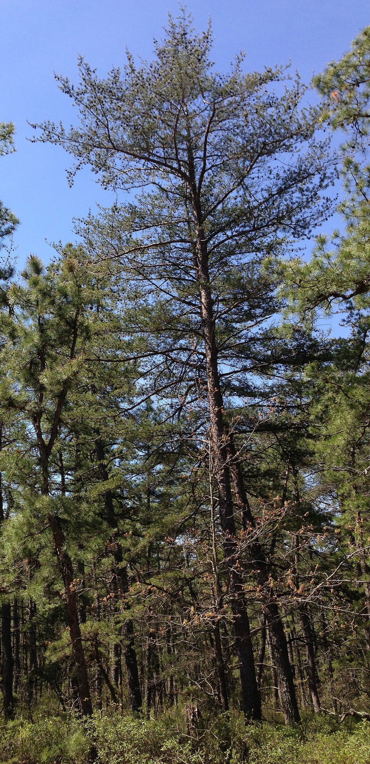 Virginia pine (Pinus virginiana)