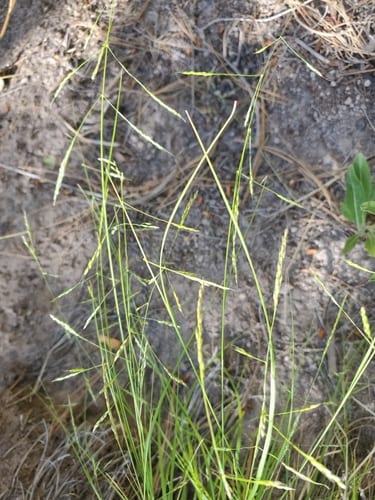 Little-seed mountain rice grass (Piptatheropsis micrantha)