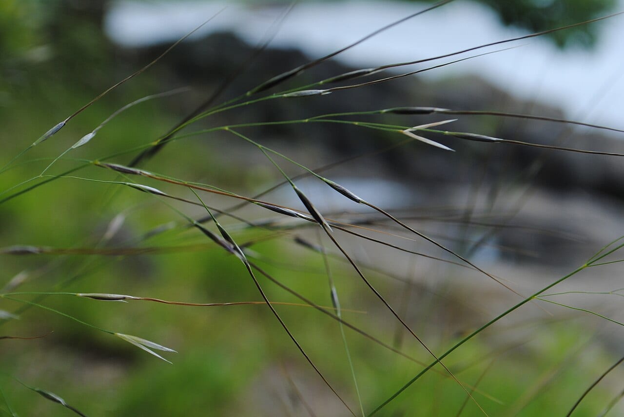Blackseed speargrass (Piptochaetium avenaceum)