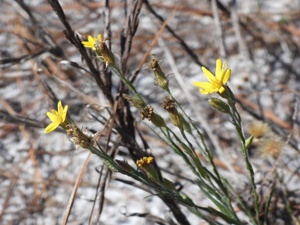 Narrowleaf silkgrass (Pityopsis graminifolia var. latifolia)