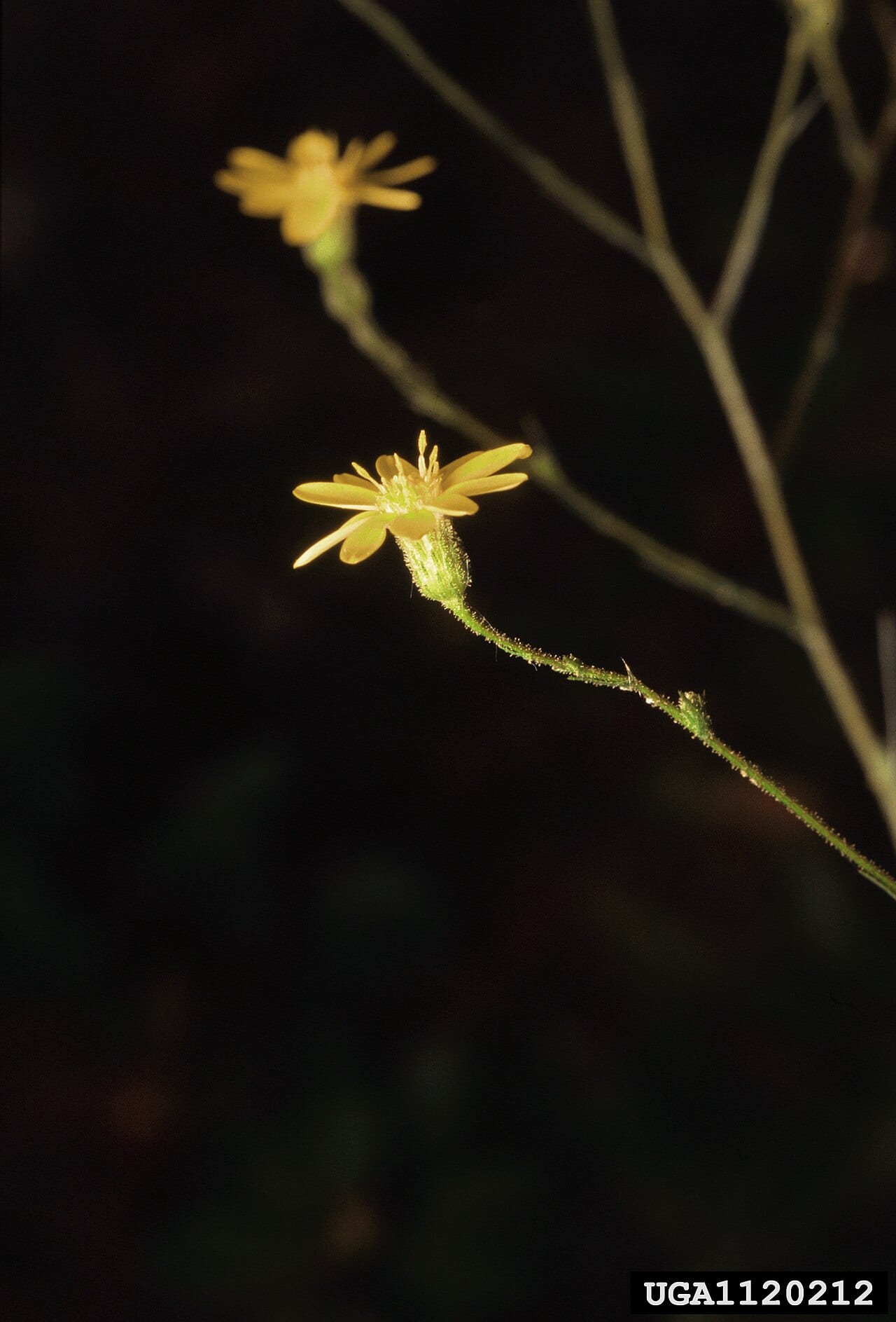 Narrowleaf silkgrass (Pityopsis graminifolia)