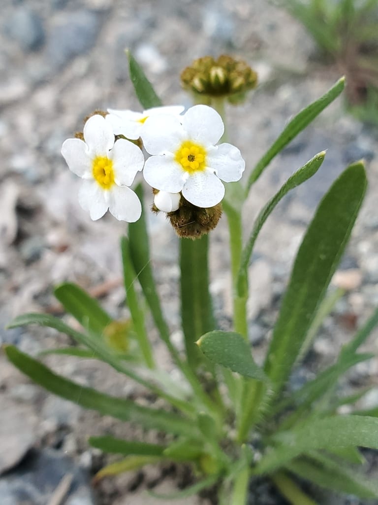 Fragrant popcornflower (Plagiobothrys figuratus ssp. figuratus)