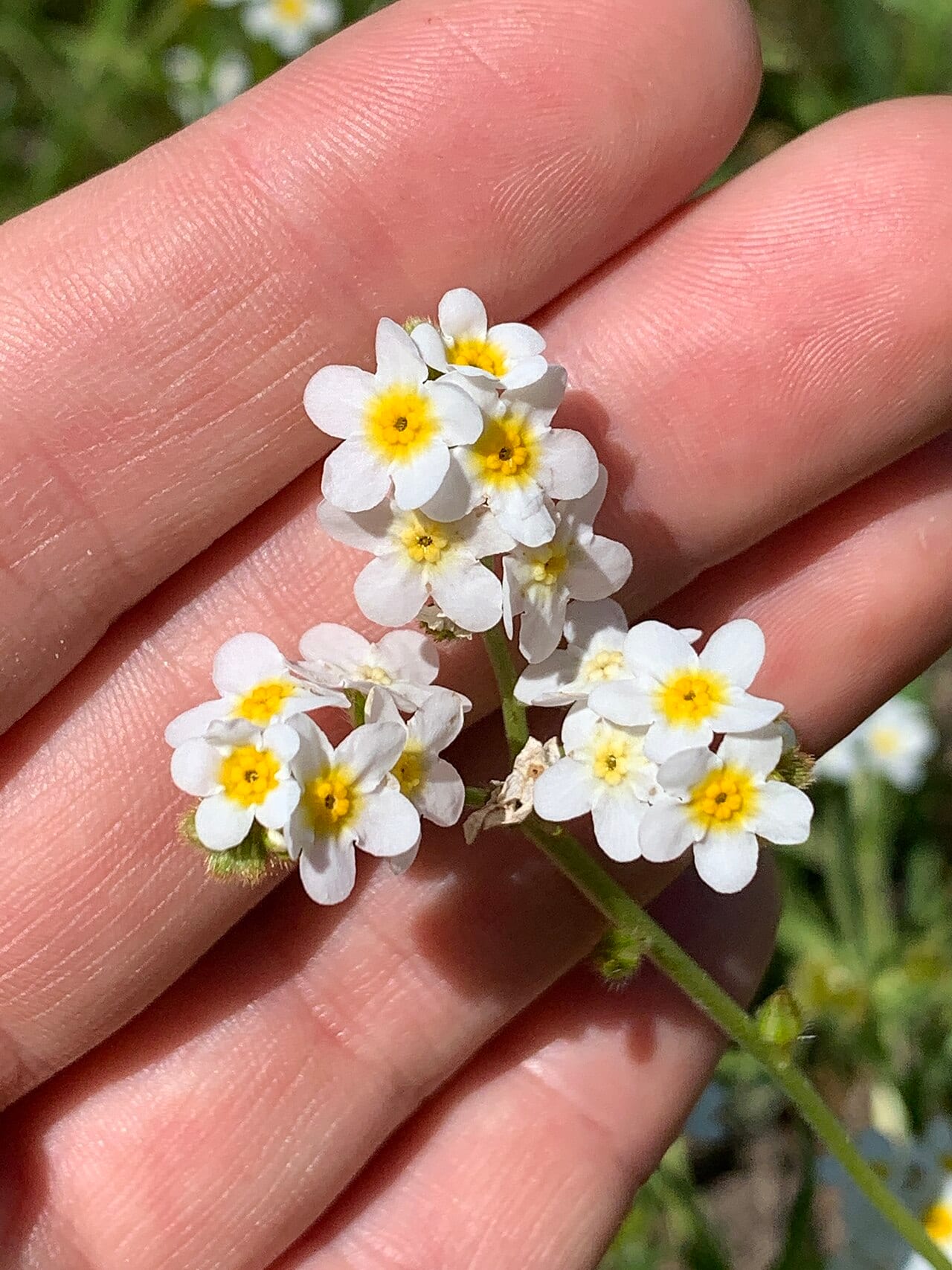 Fragrant popcornflower (Plagiobothrys figuratus)