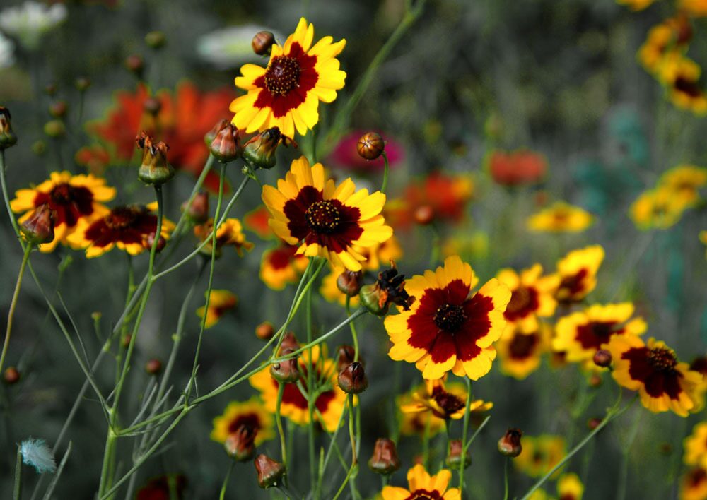 Plains Coreopsis (Coreopsis tinctoria) — yellow ray florets with mahogany base