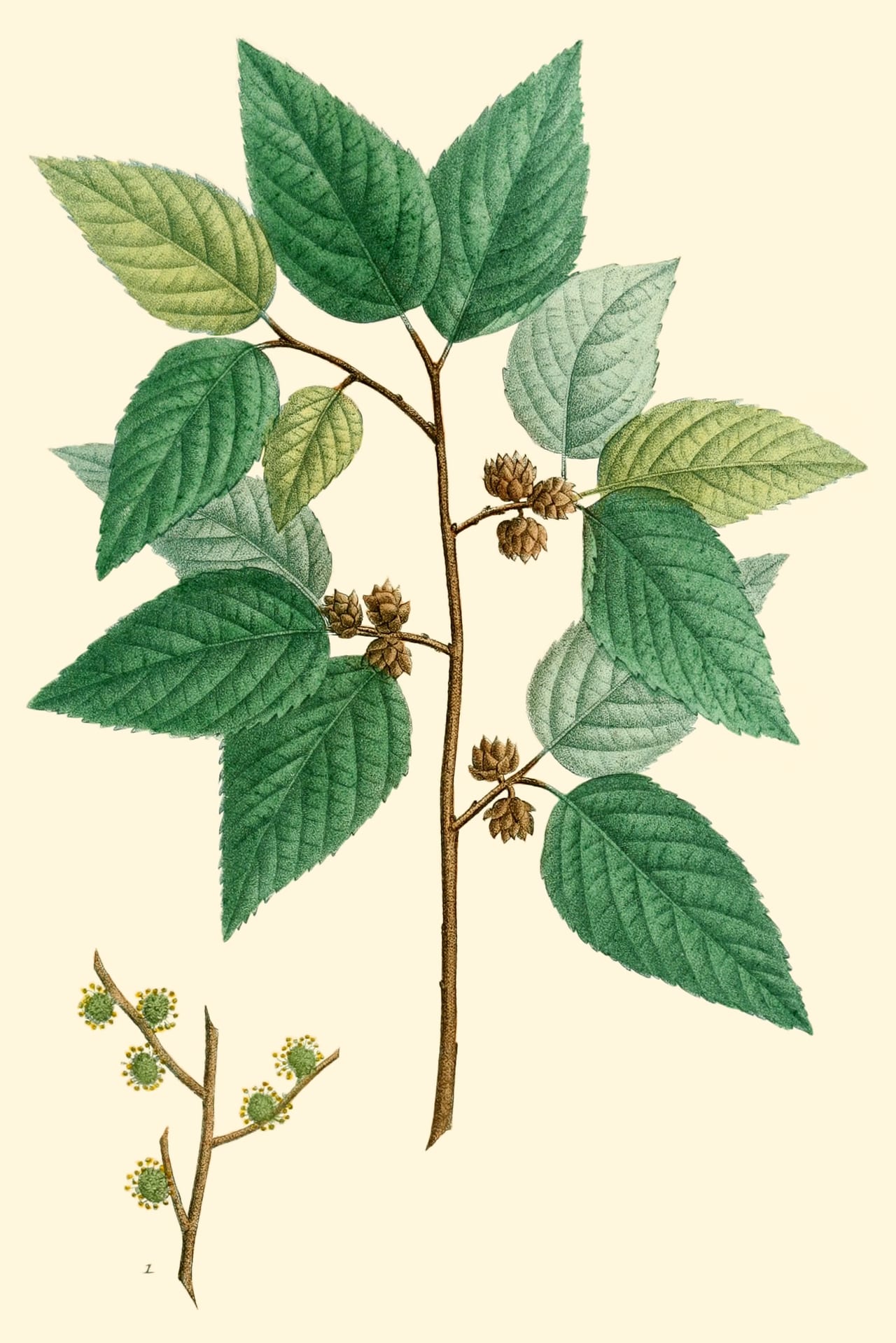 Planer tree (Planera aquatica)