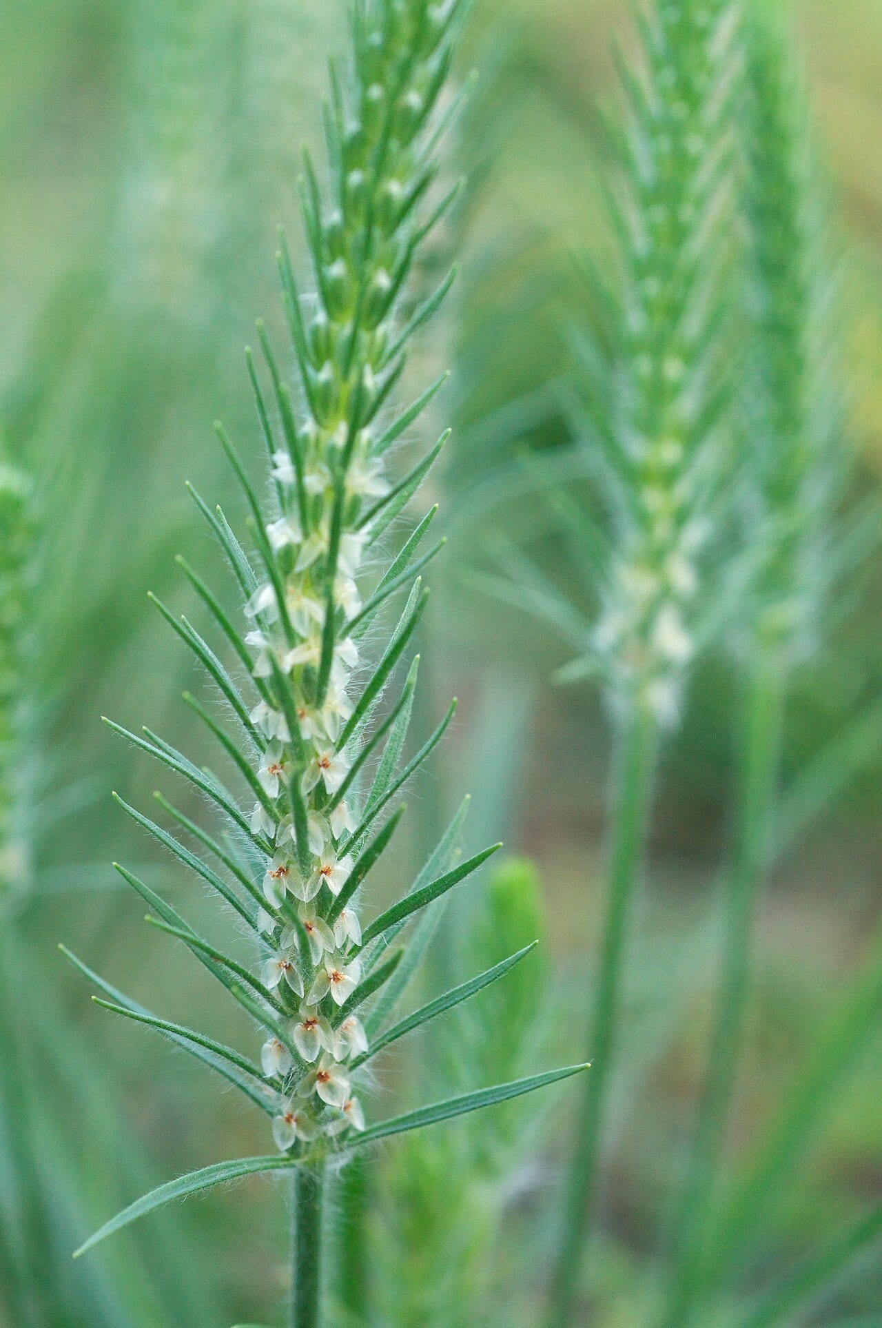 Largebracted plantain (Plantago aristata)