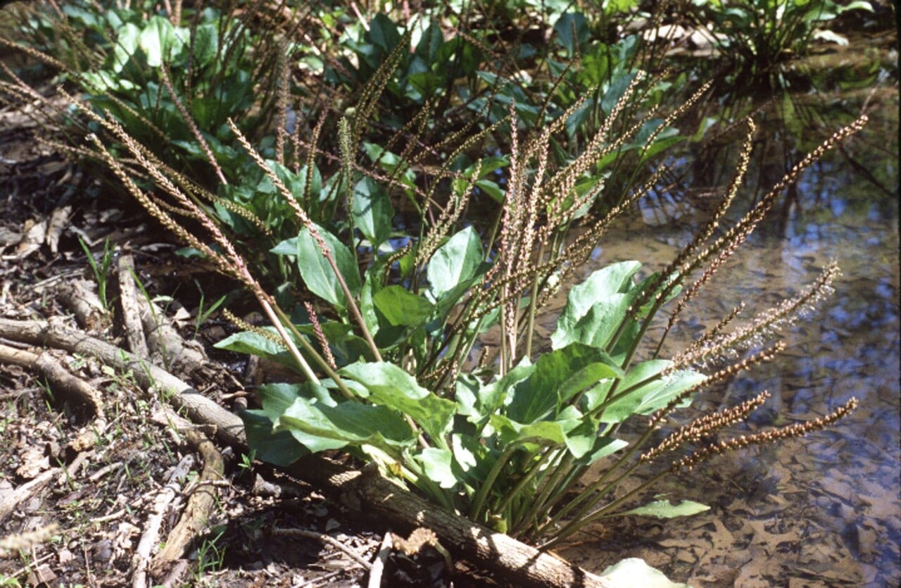 Heartleaf plantain (Plantago cordata)