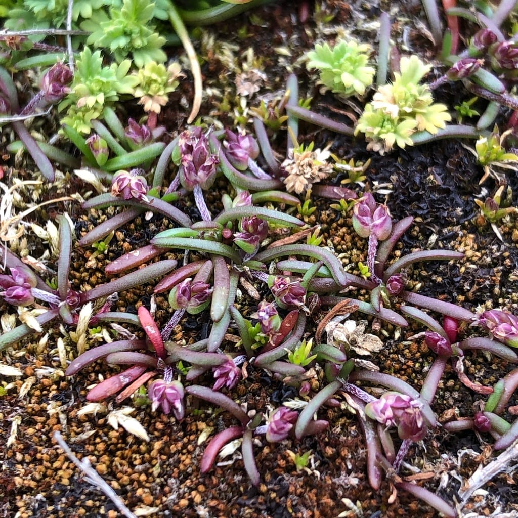 Longleaf plantain (Plantago elongata ssp. elongata)