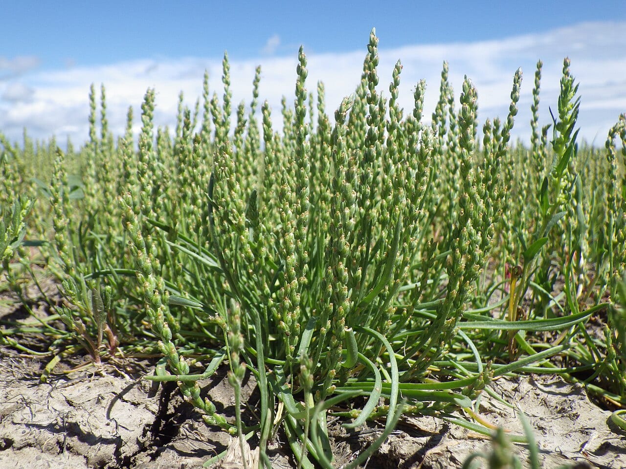 Prairie plantain (Plantago elongata)