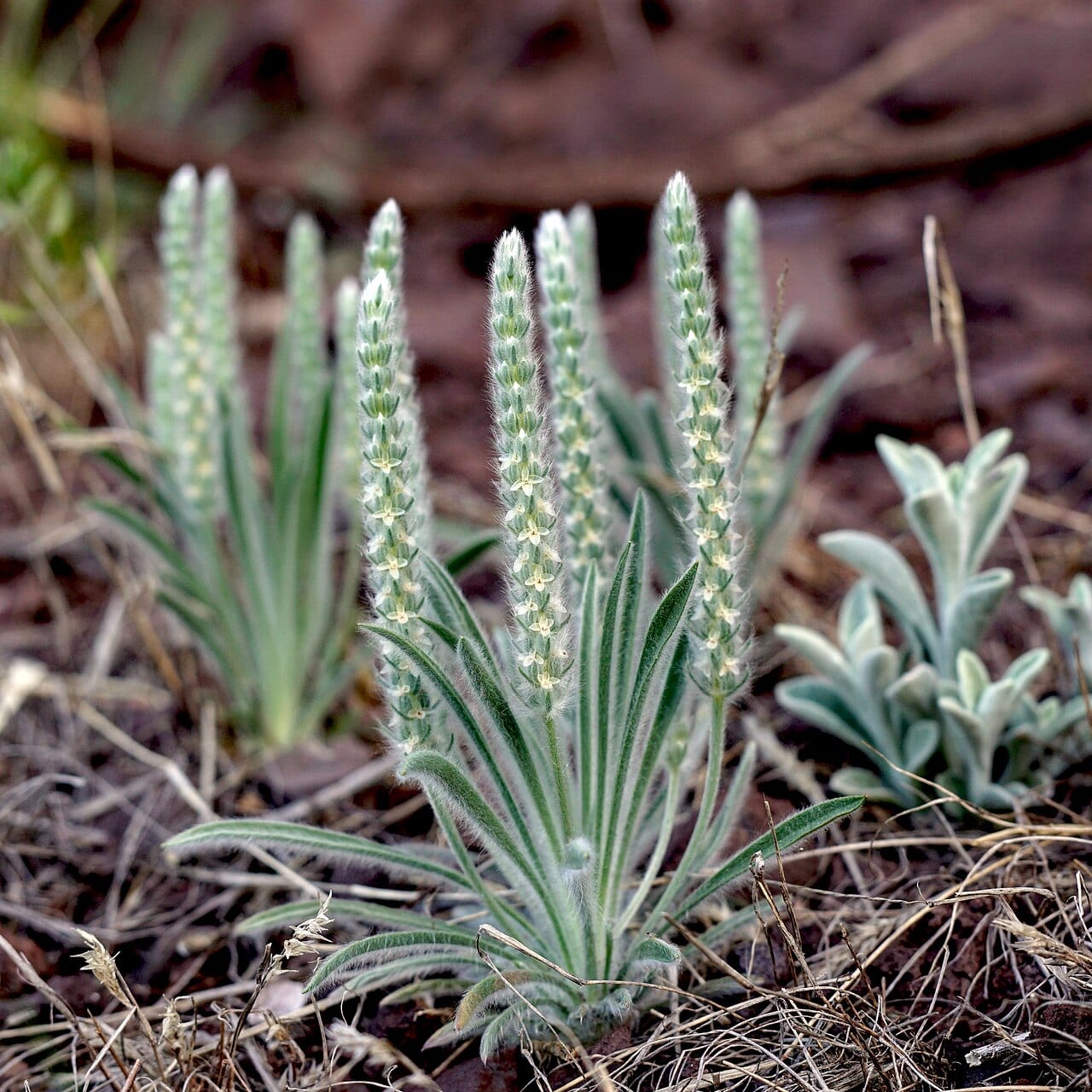 Woolly plantain (Plantago patagonica)