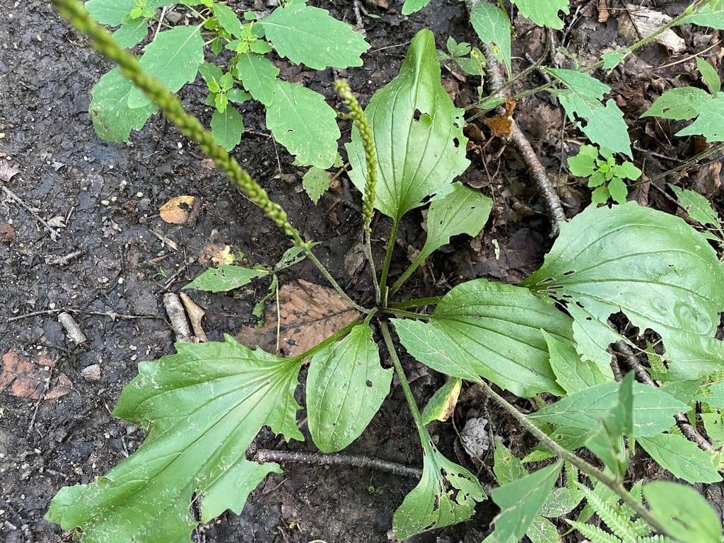 Blackseed plantain (Plantago rugelii var. rugelii)