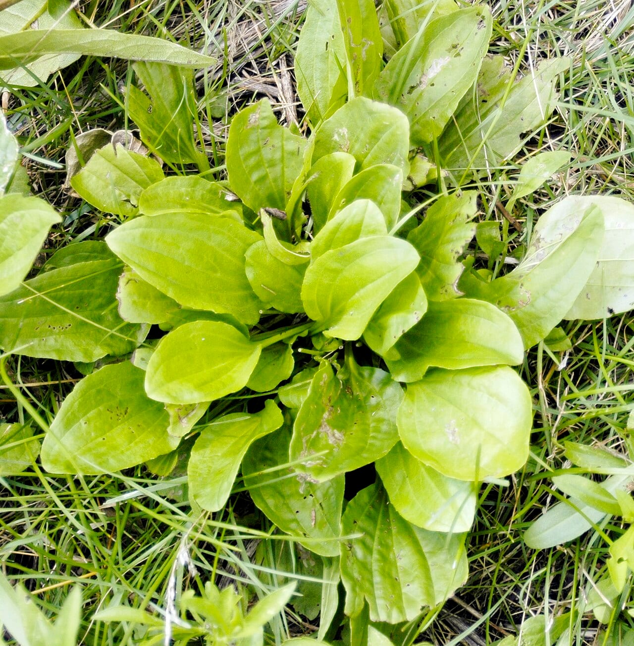 Blackseed plantain (Plantago rugelii)