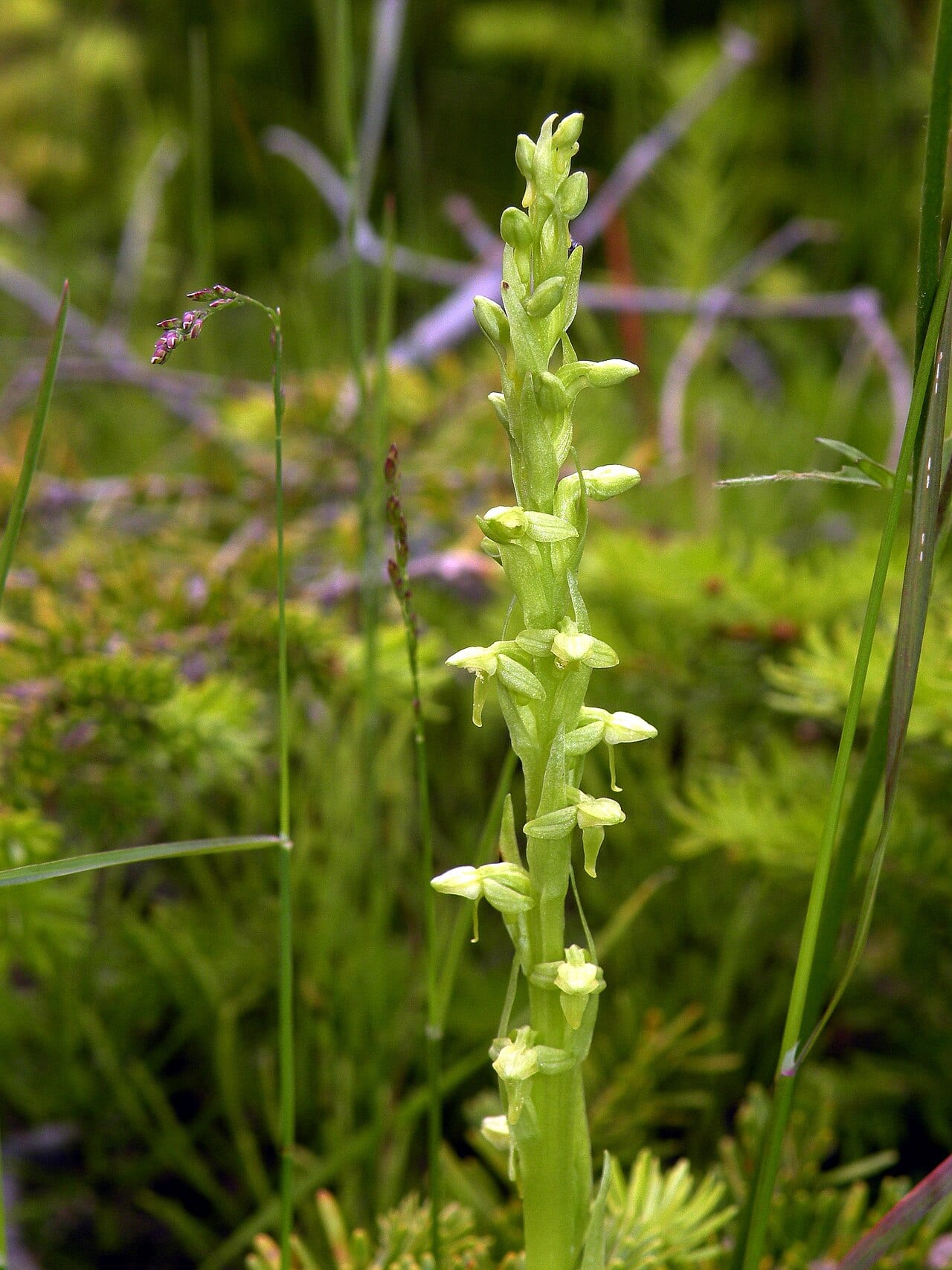 Northern green orchid (Platanthera aquilonis)