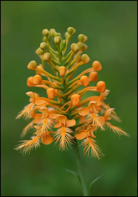 Orange fringed orchid (Platanthera ciliaris)