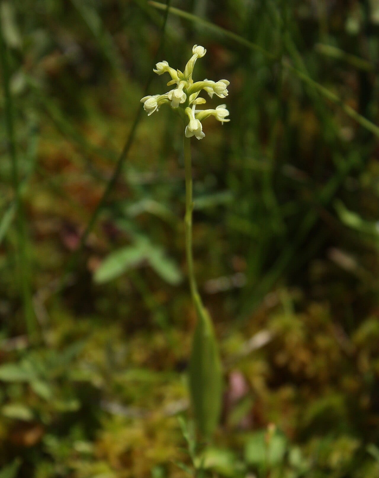 Small green wood orchid (Platanthera clavellata)