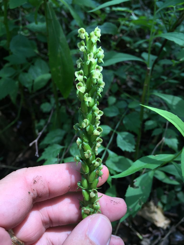 Palegreen orchid (Platanthera flava var. herbiola)