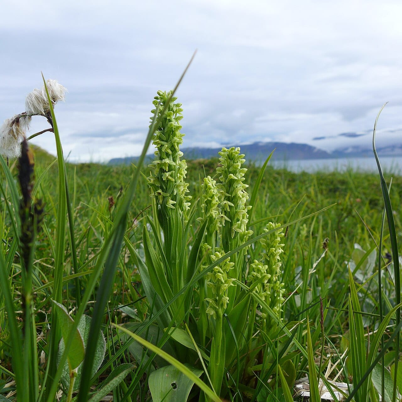 Palegreen orchid (Platanthera flava)