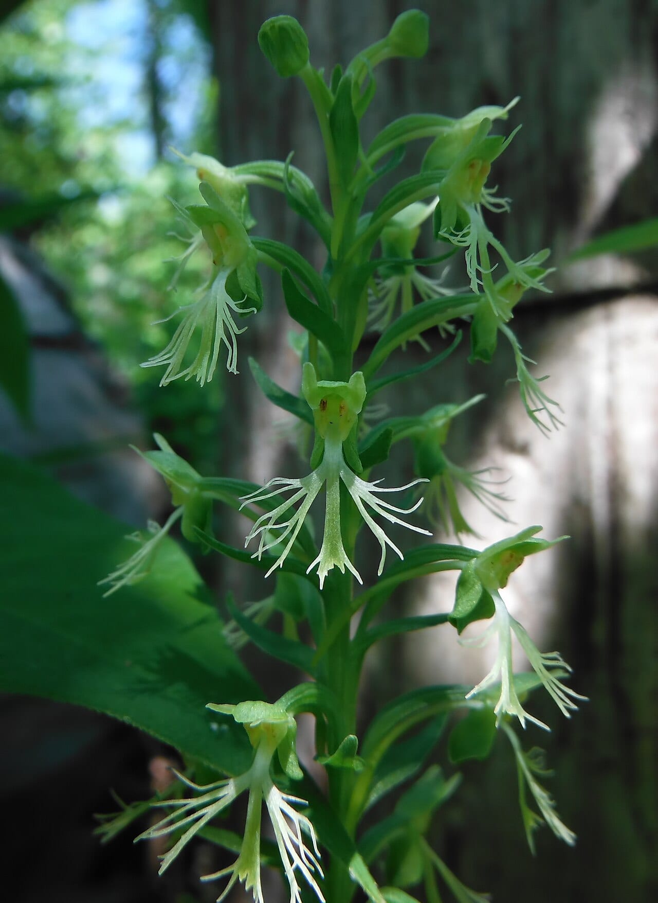 Green fringed orchid (Platanthera lacera)