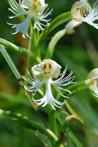 Prairie white fringed orchid (Platanthera leucophaea)