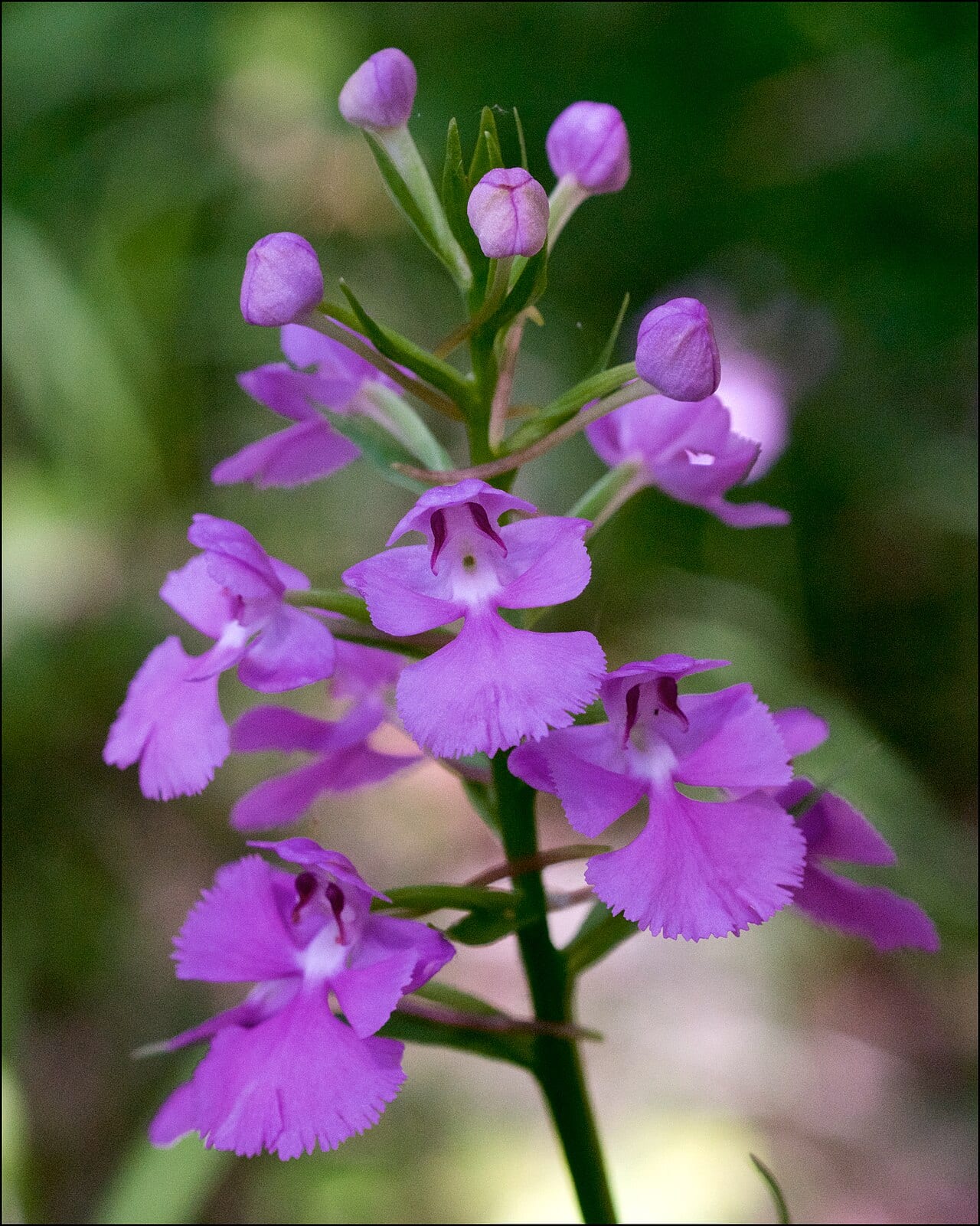 Purple fringeless orchid (Platanthera peramoena)