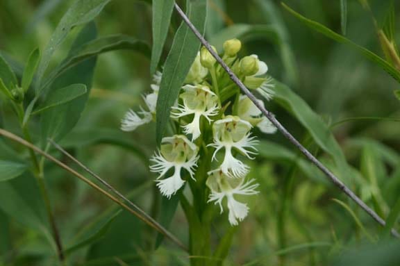 Great plains white fringed orchid (Platanthera praeclara)