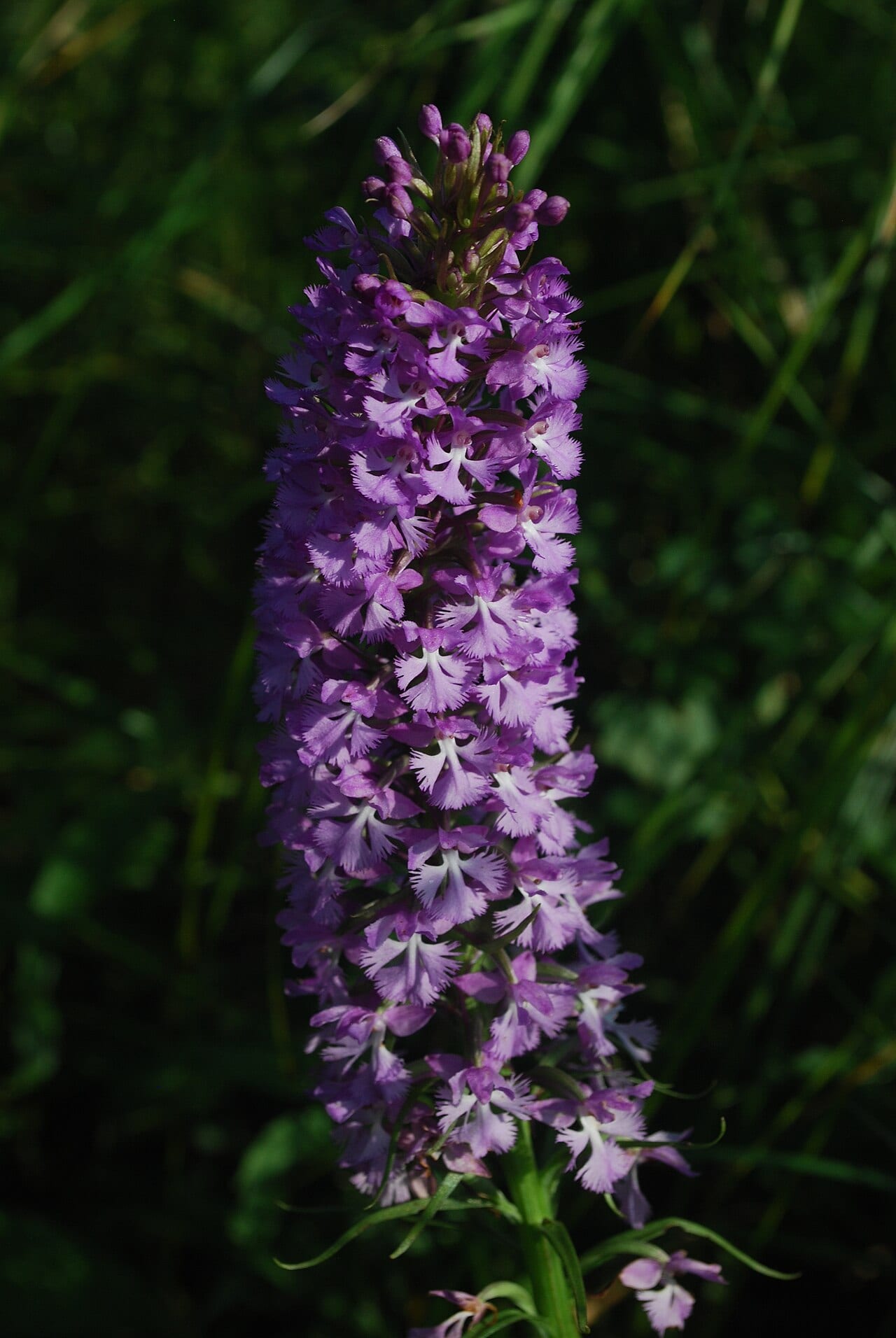 Lesser purple fringed orchid (Platanthera psycodes)