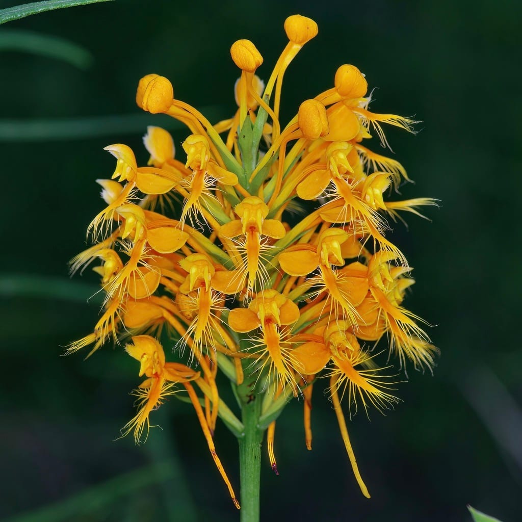 Fringed orchid (Platanthera × channellii)