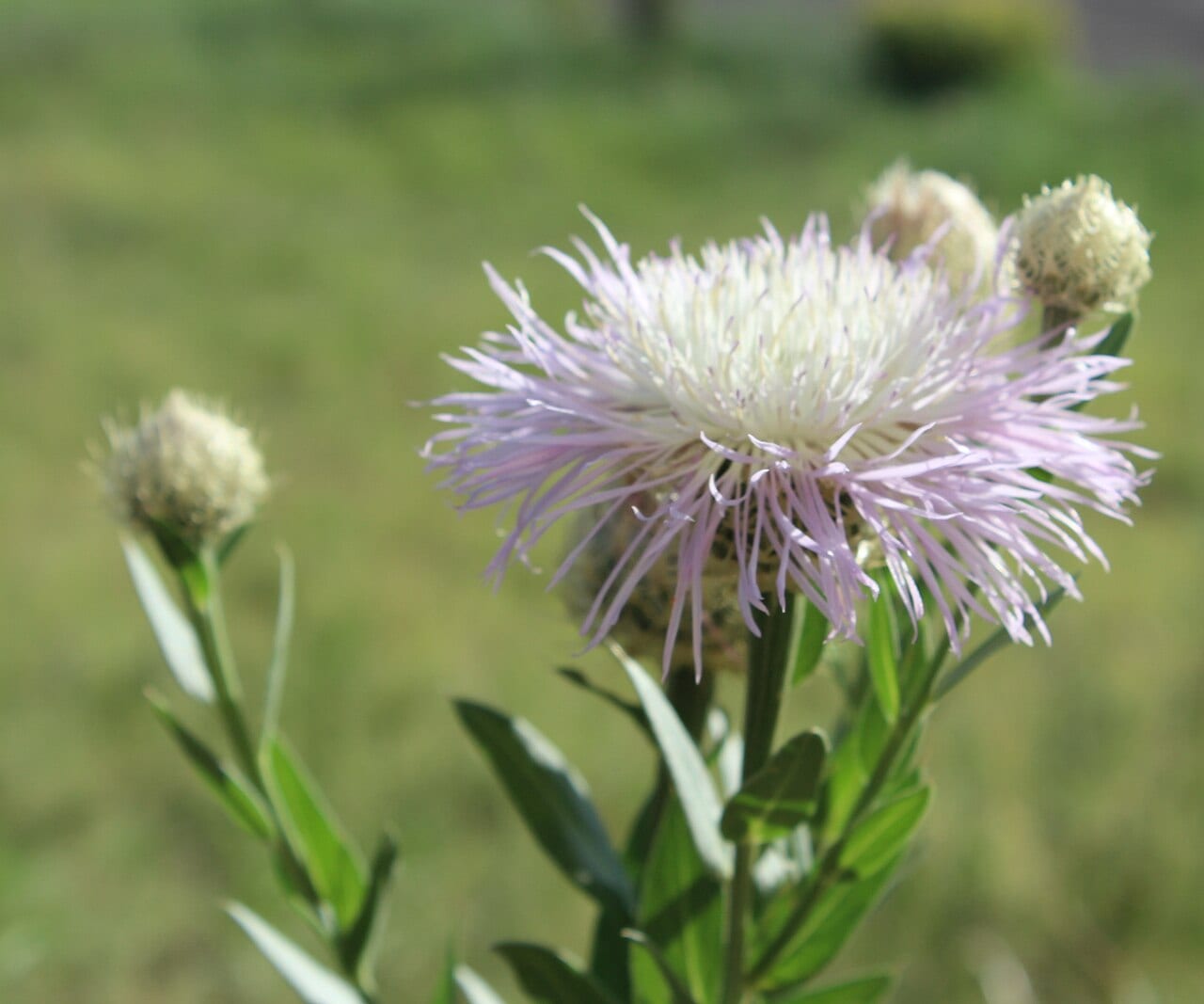 American basket-flower (Plectocephalus americanus)