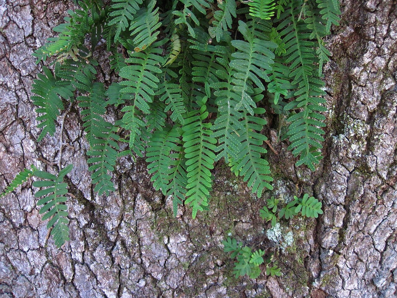 Resurrection fern (Pleopeltis michauxiana)