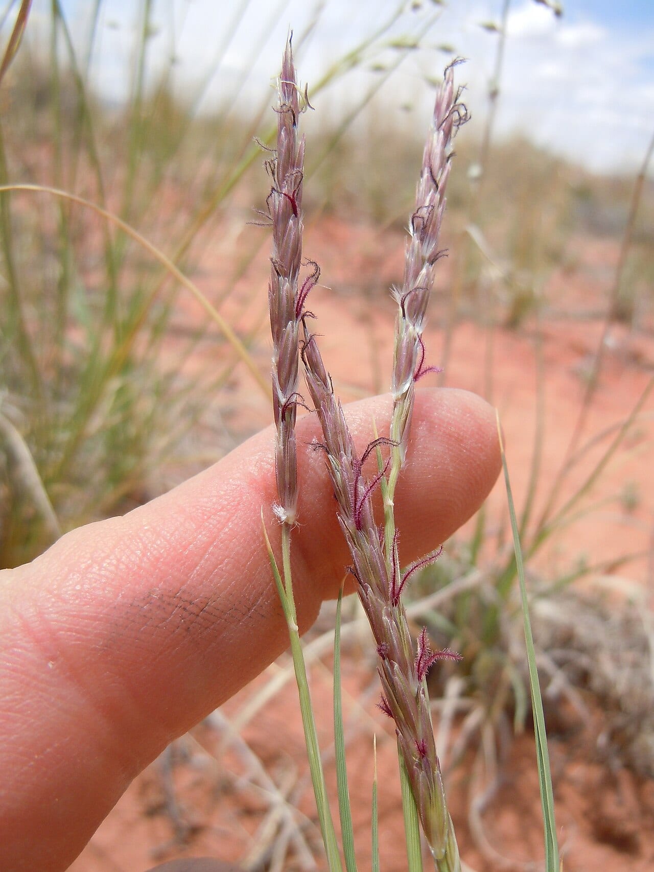 James' galleta (Pleuraphis jamesii)