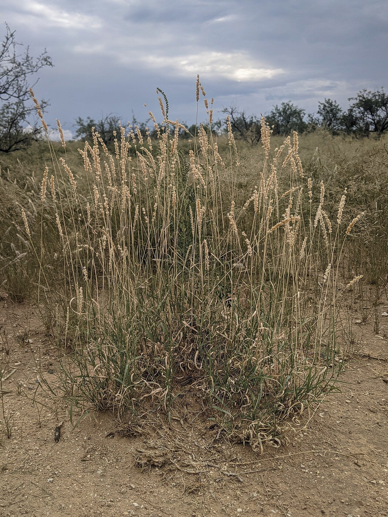 Tobosagrass (Pleuraphis mutica)