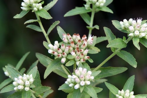 Stinking camphorweed (Pluchea foetida var. foetida)