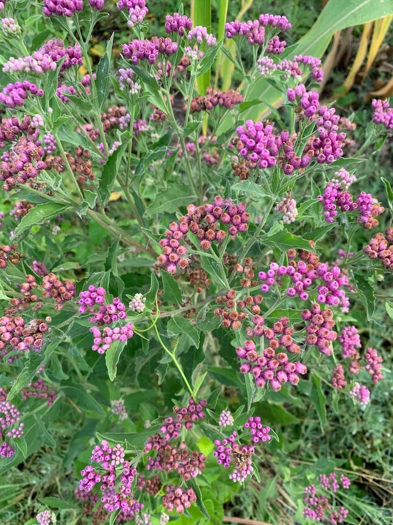 Sweetscent (Pluchea odorata var. odorata)