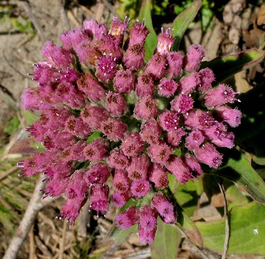 Sweetscent (Pluchea odorata)