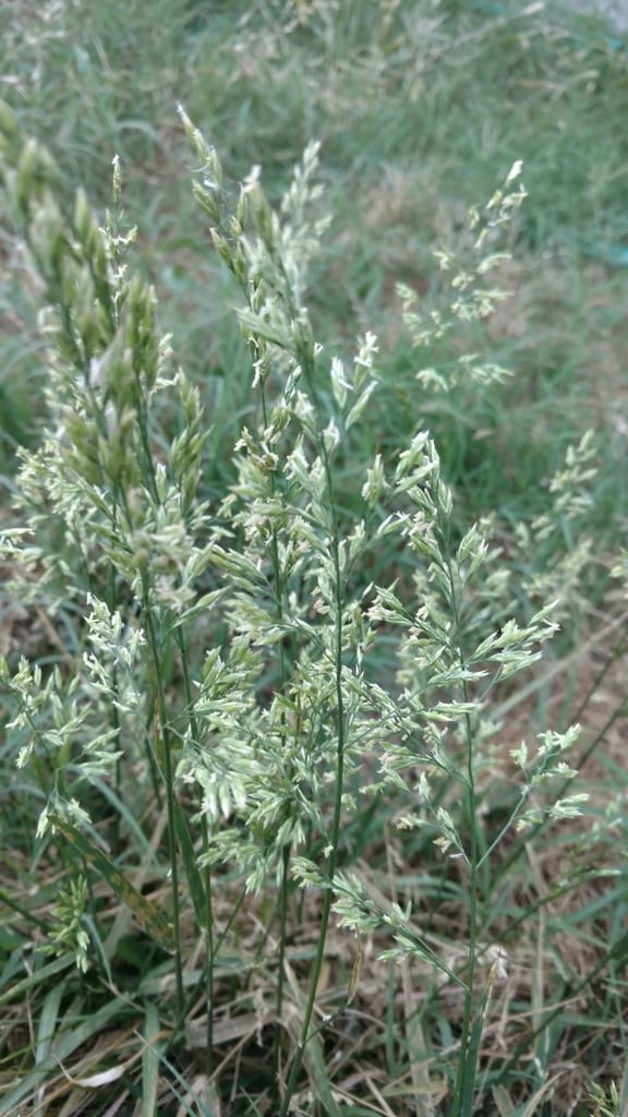 Texas bluegrass (Poa arachnifera)
