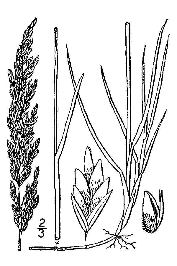 Plains bluegrass (Poa arida)