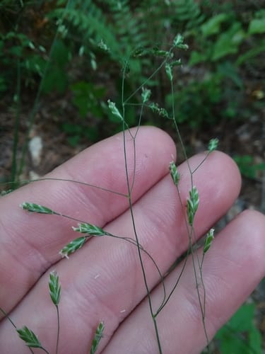 Autumn blue grass (Poa autumnalis)