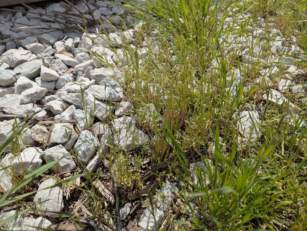 Chapman's blue grass (Poa chapmaniana)