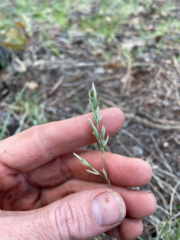 Fendler's blue grass (Poa fendleriana ssp. fendleriana)