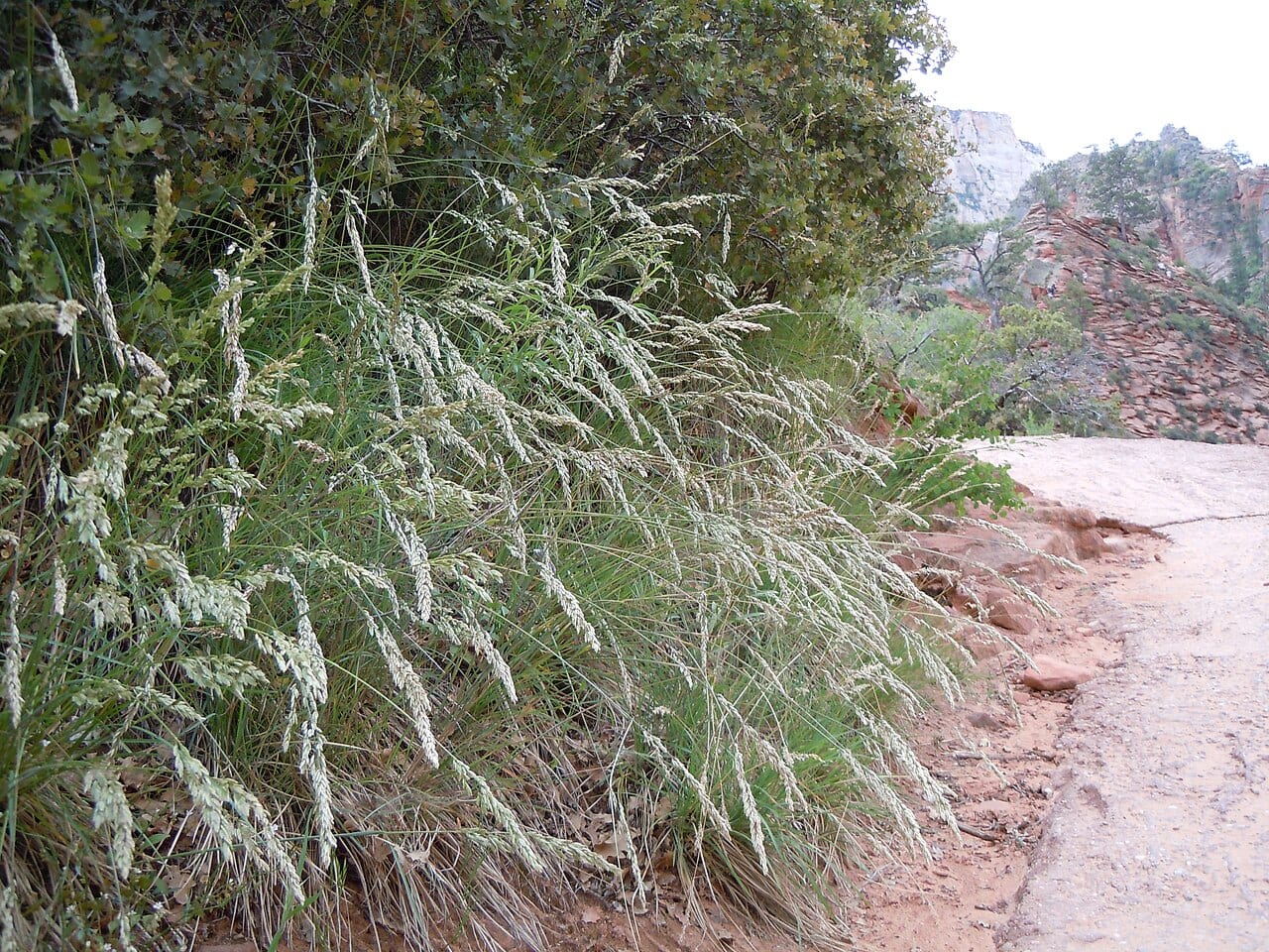 Muttongrass (Poa fendleriana)