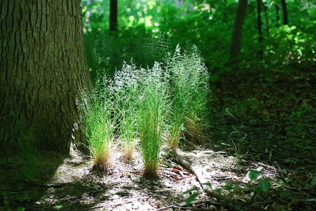 Inland blue grass (Poa nemoralis ssp. interior)