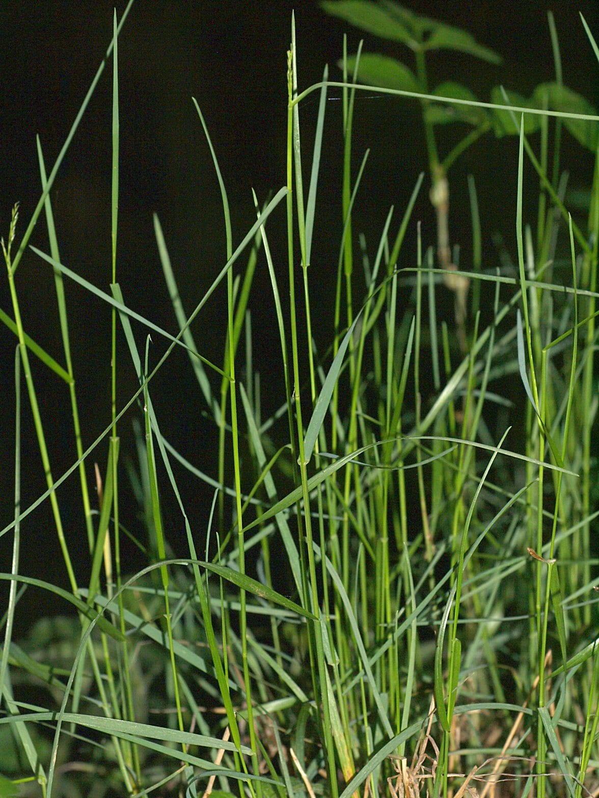 Wood bluegrass (Poa nemoralis)