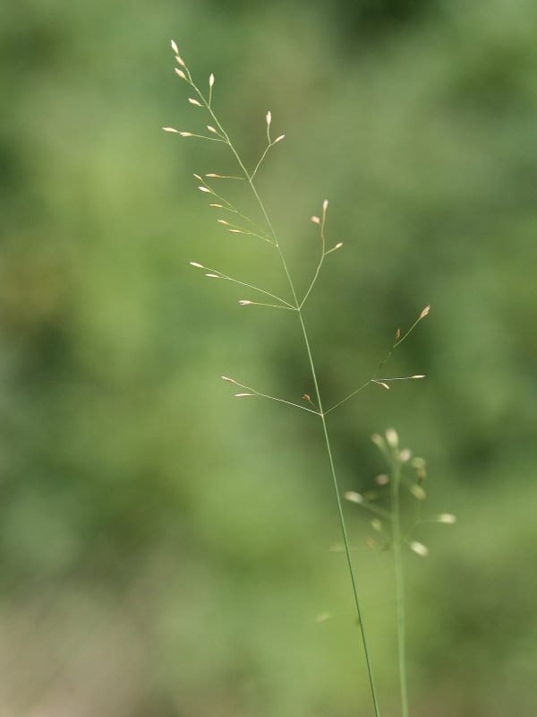 Fowl bluegrass (Poa palustris)